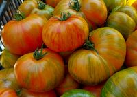 Benevento (Saved Seed)