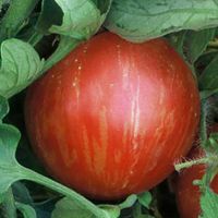 Mr. Stripey (Tigrella)