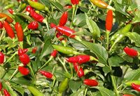 Birds Eye Chilli