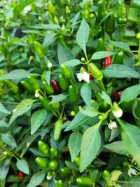 Thai Pepper (Prik Kee Noo)
