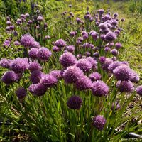 Chives Polyvit