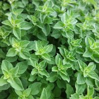 Greek Oregano