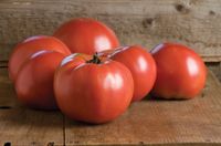 Martha Washington F1